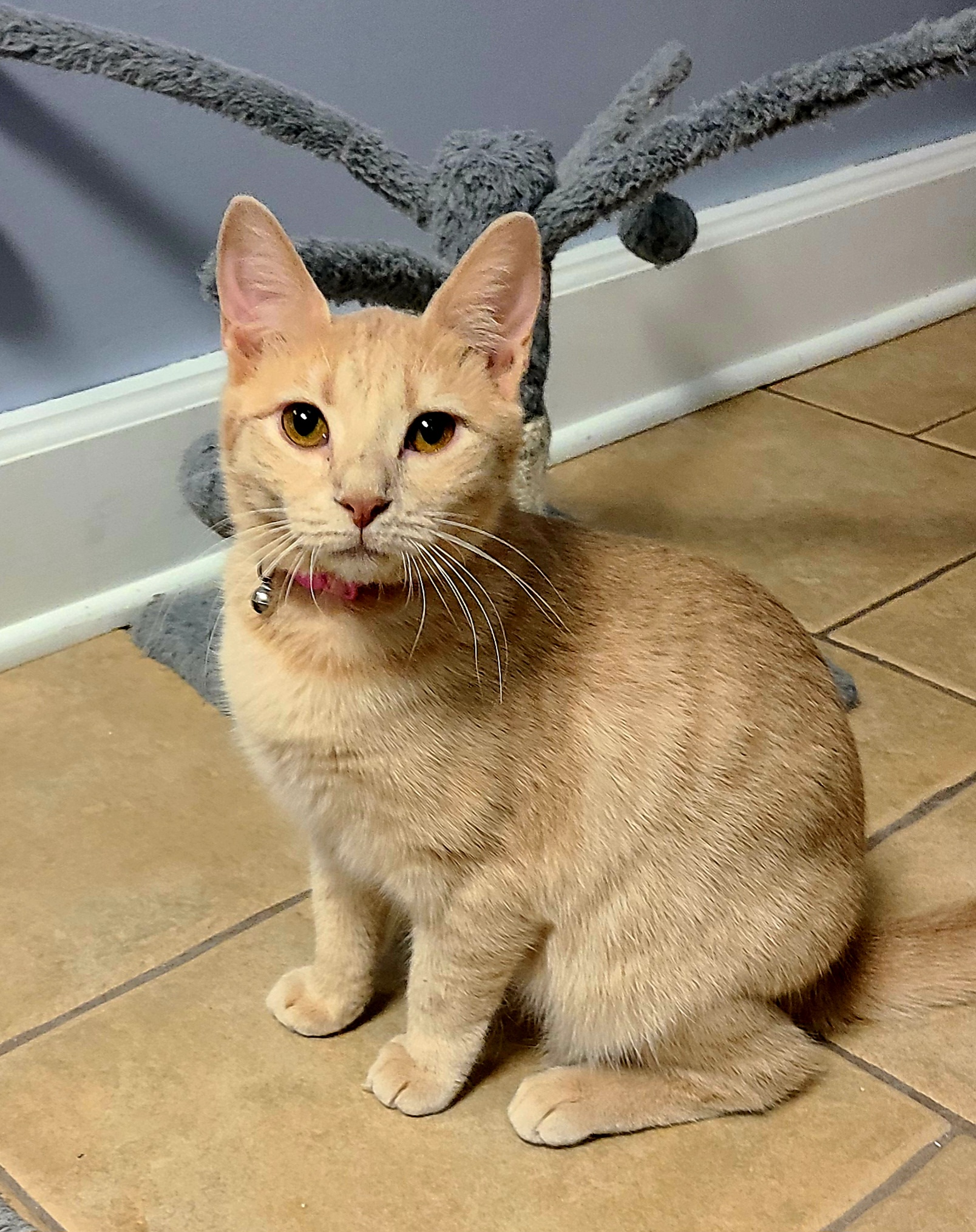 Enlarge Madeline, a Adoptable Domestic Short Hair in Boiling Springs, PA image 3/6