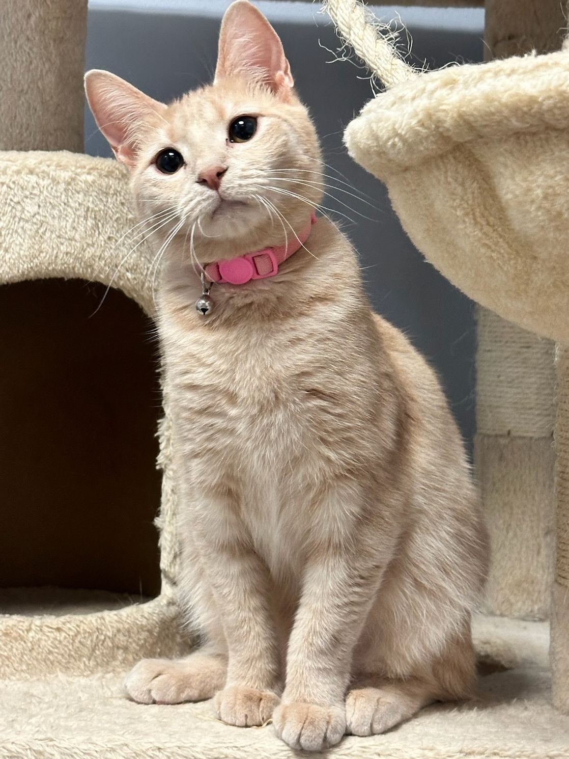 Enlarge Madeline, a Adoptable Domestic Short Hair in Boiling Springs, PA image 5/6