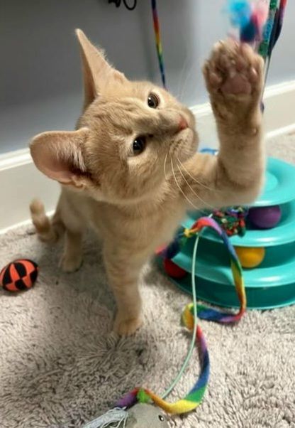Enlarge Madeline, a Adoptable Domestic Short Hair in Boiling Springs, PA image 2/6