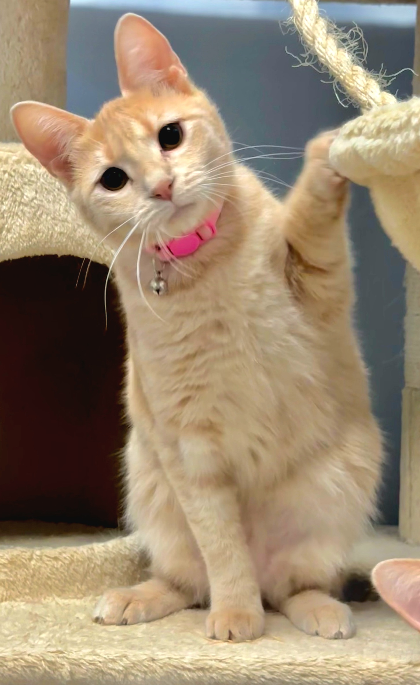 Enlarge Madeline, a Adoptable Domestic Short Hair in Boiling Springs, PA image 1/6