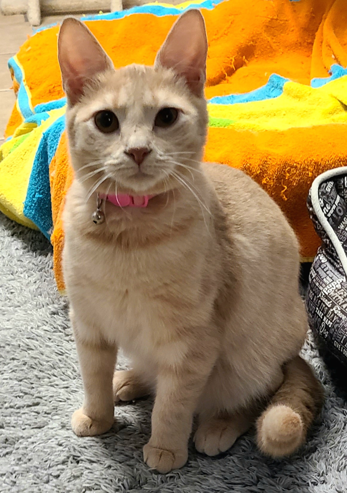 Enlarge Madeline, a Adoptable Domestic Short Hair in Boiling Springs, PA image 4/6