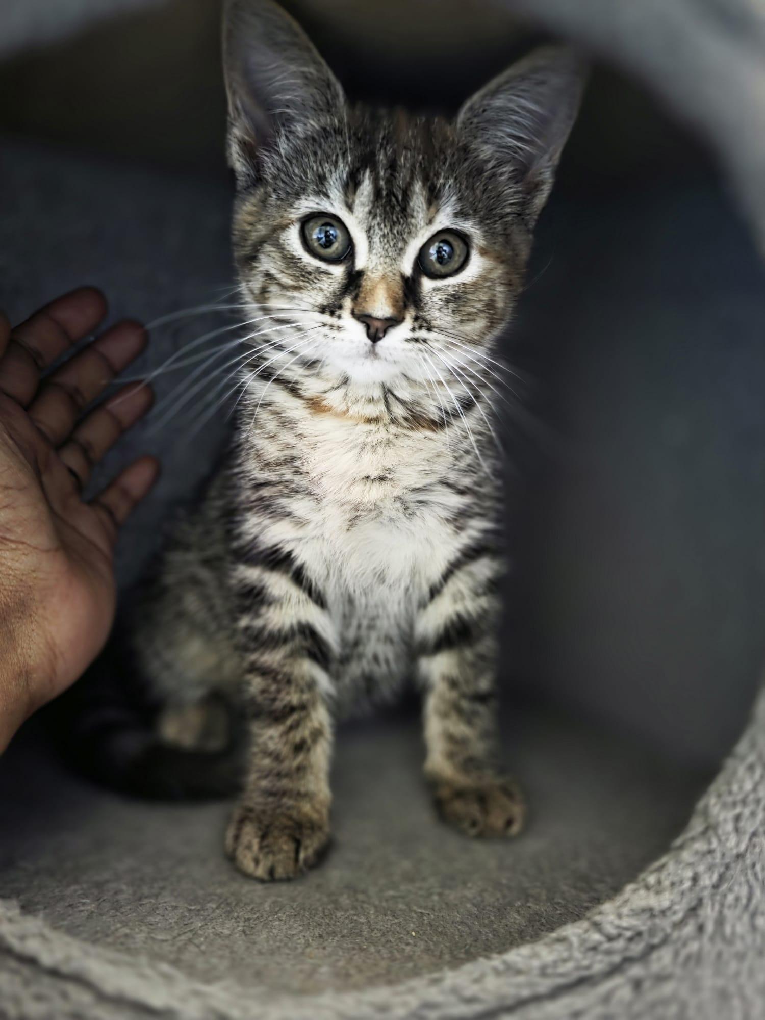 Enlarge Tohru, an adopted Domestic Short Hair in Chattanooga, TN image 2/6