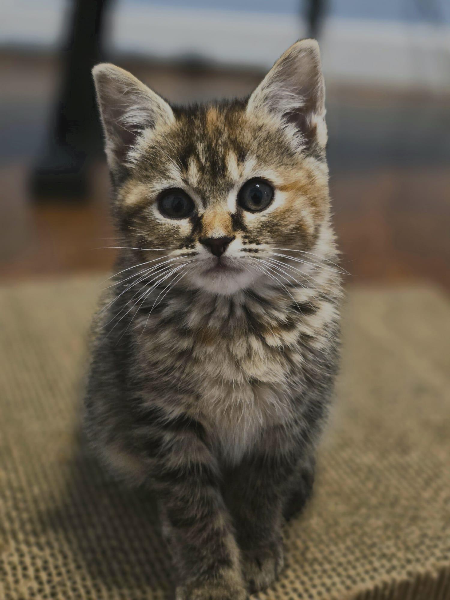 Enlarge Tohru, an adopted Domestic Short Hair in Chattanooga, TN image 5/6
