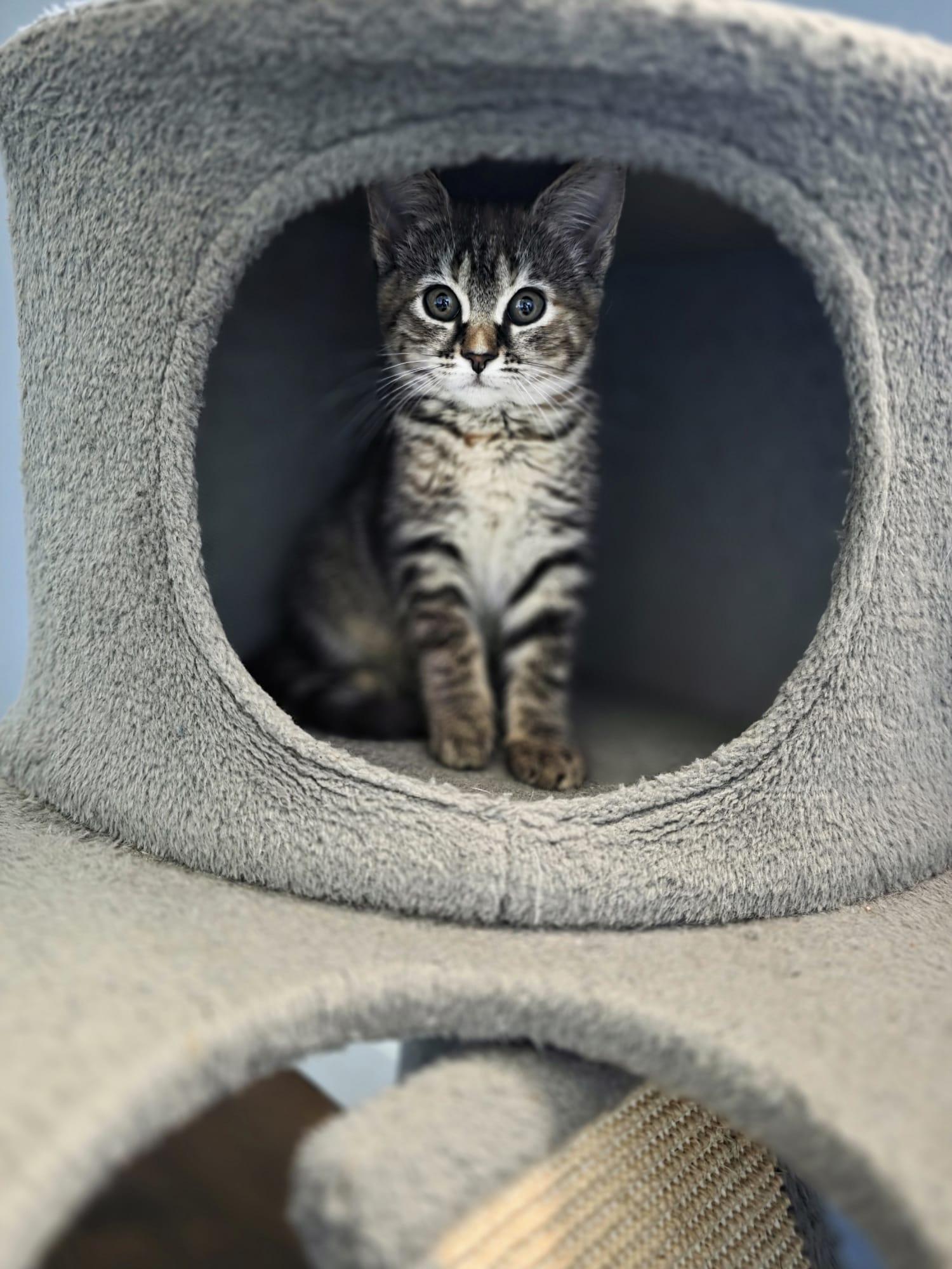 Enlarge Tohru, an adopted Domestic Short Hair in Chattanooga, TN image 4/6