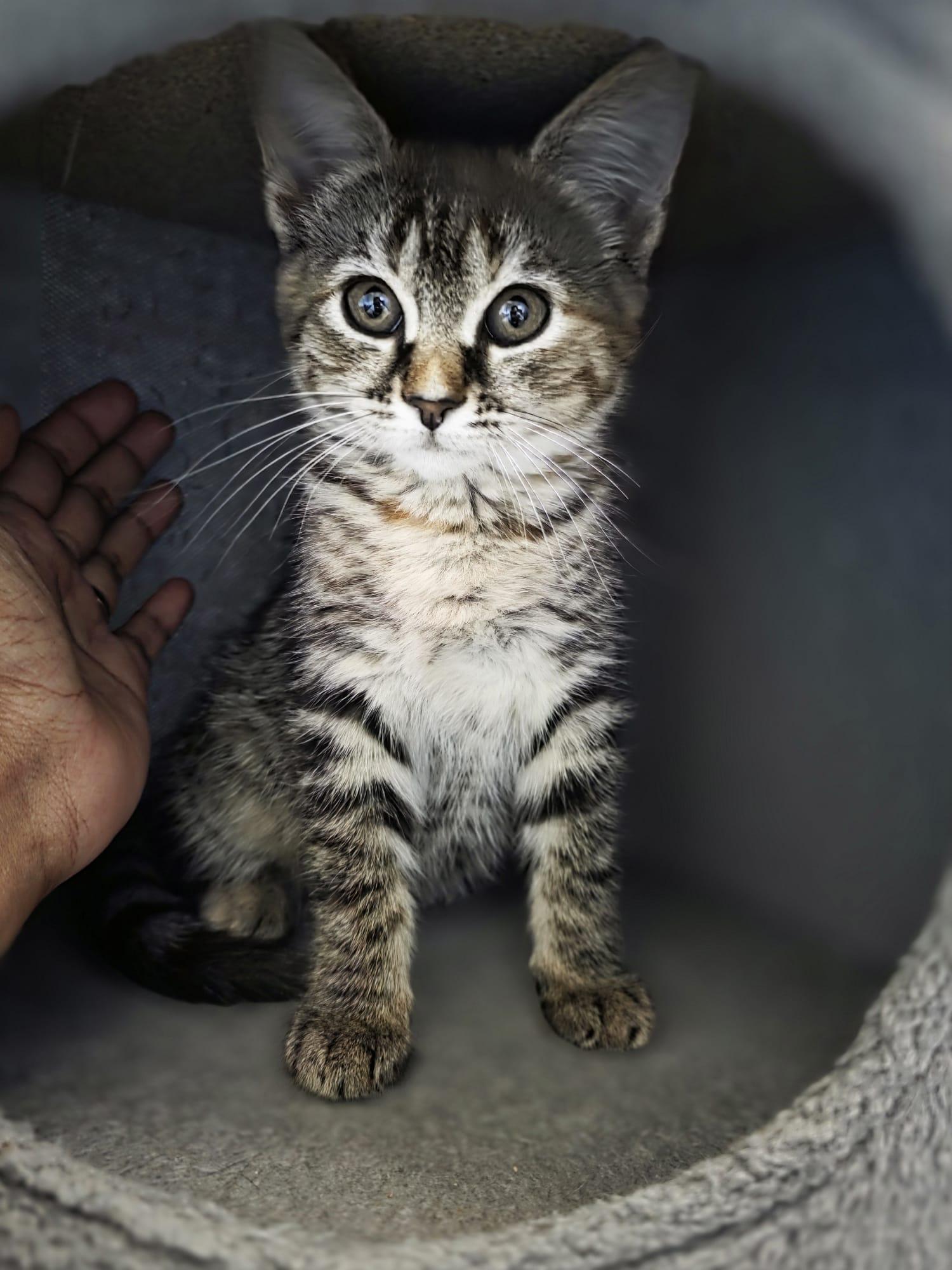Tohru, adopted, Kitten Female Domestic Short Hair.