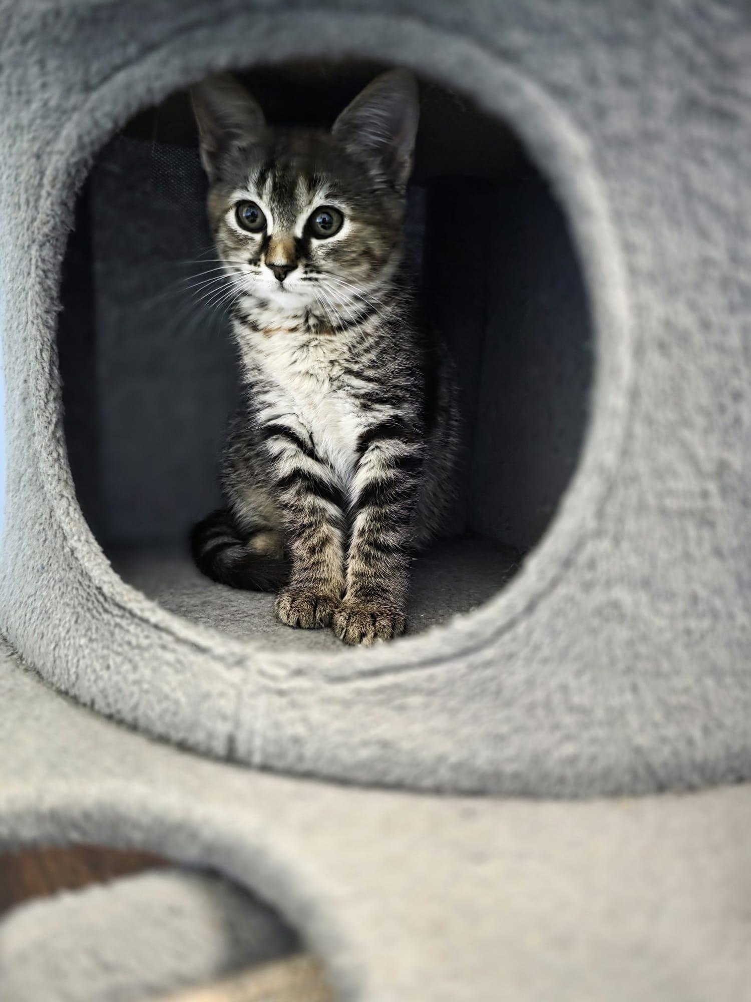 Enlarge Tohru, an adopted Domestic Short Hair in Chattanooga, TN image 3/6