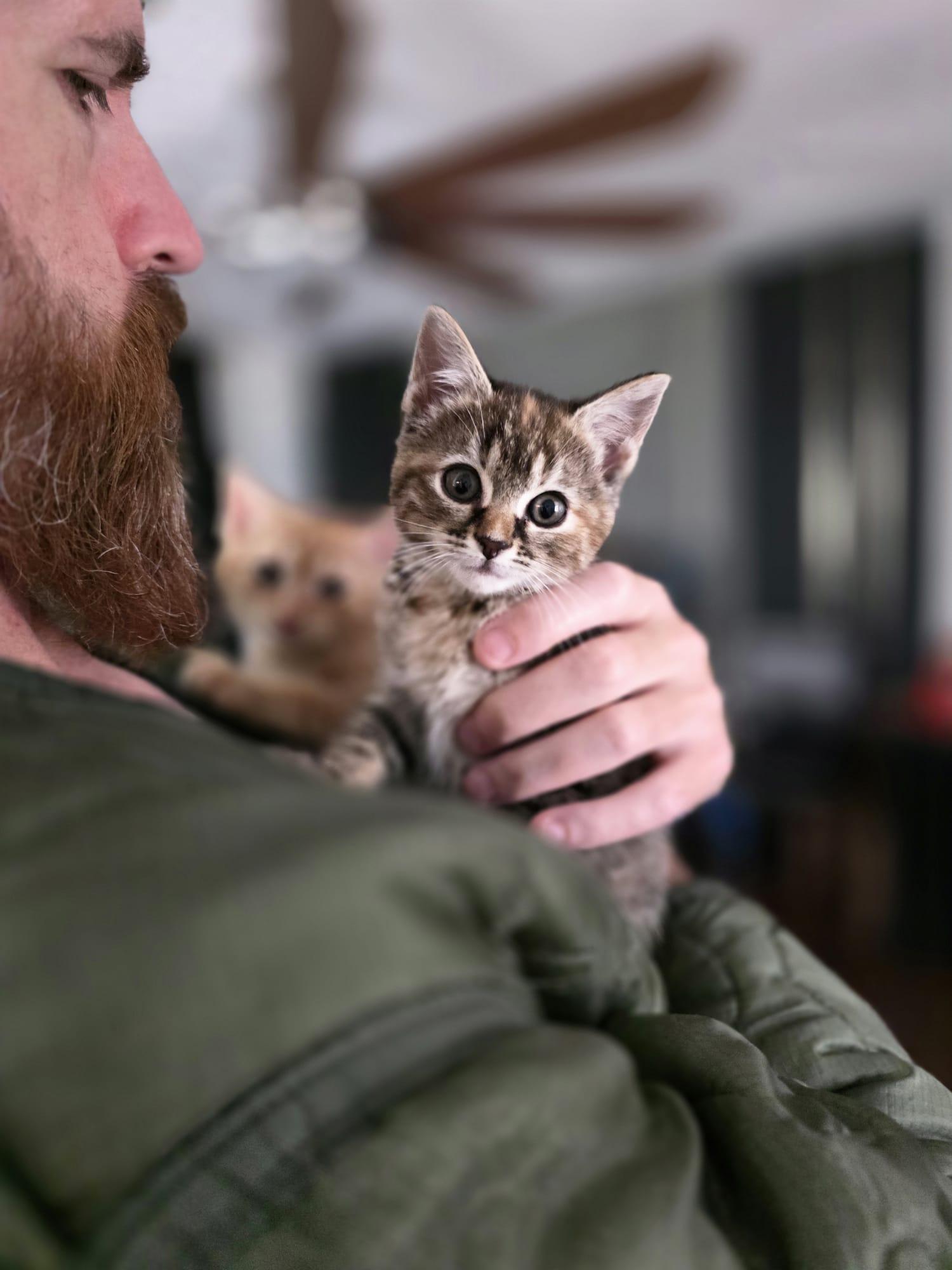Enlarge Tohru, an adopted Domestic Short Hair in Chattanooga, TN image 6/6