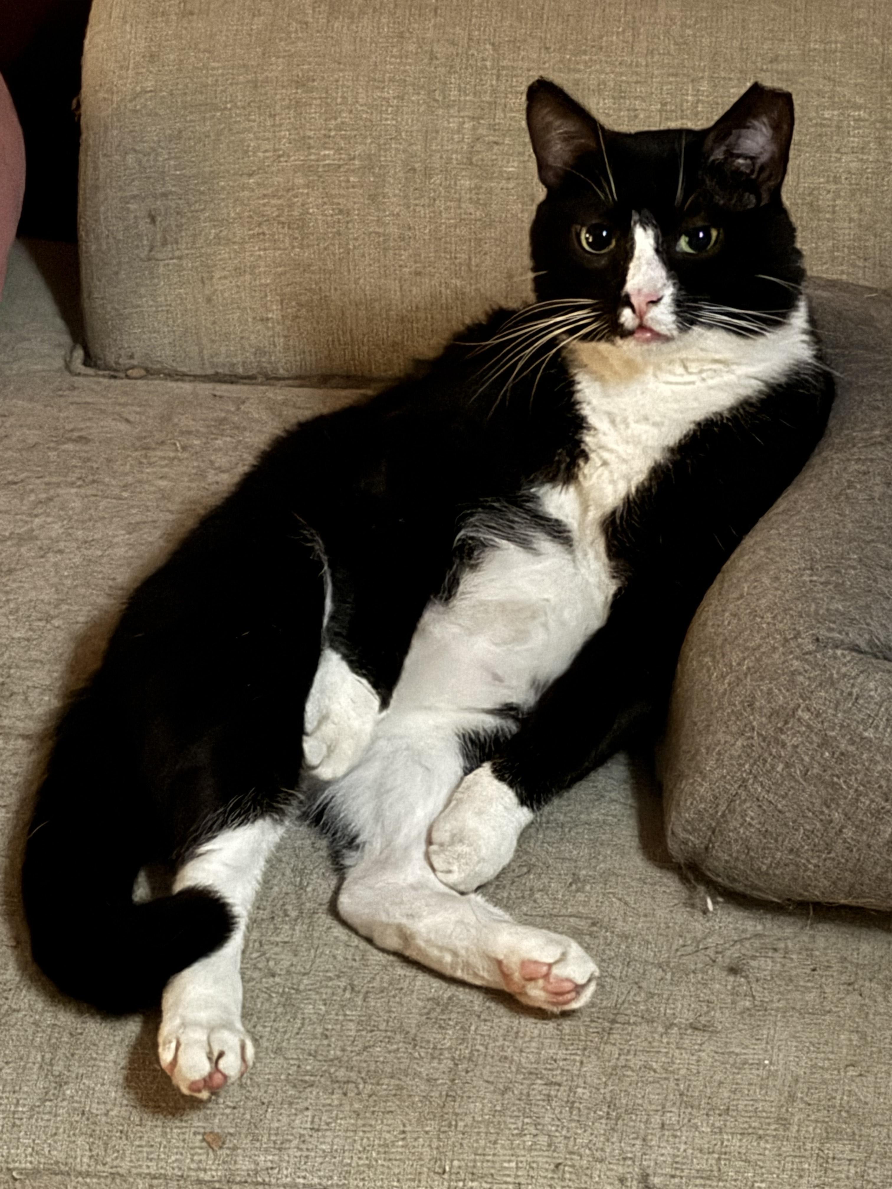 Hannibal (FIV +), ADOPTABLE, Adult Male Domestic Short Hair.