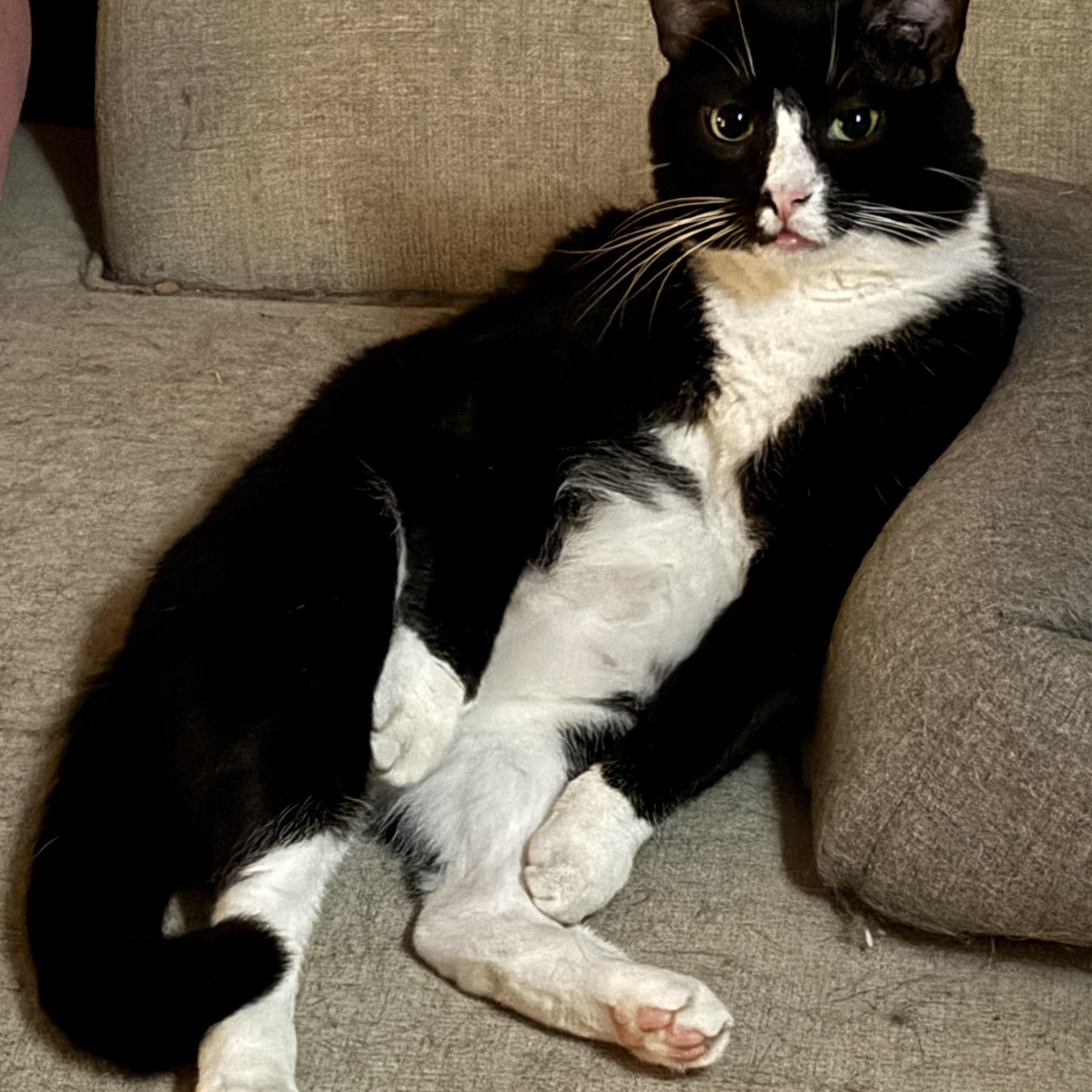 Enlarge Hannibal (FIV +), a ADOPTABLE Domestic Short Hair in Crompond, NY image 2/4