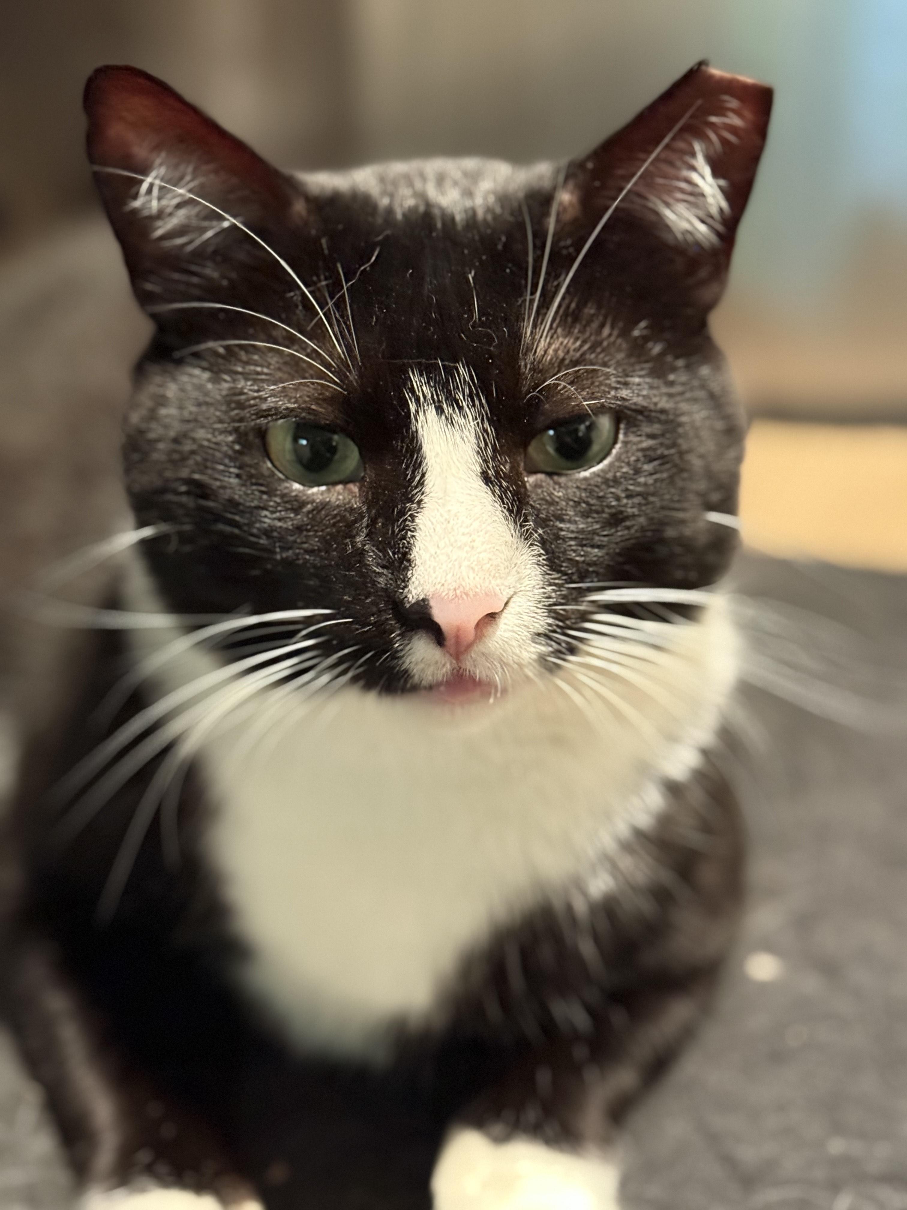 Hannibal (FIV +), ADOPTABLE, Adult Male Domestic Short Hair.