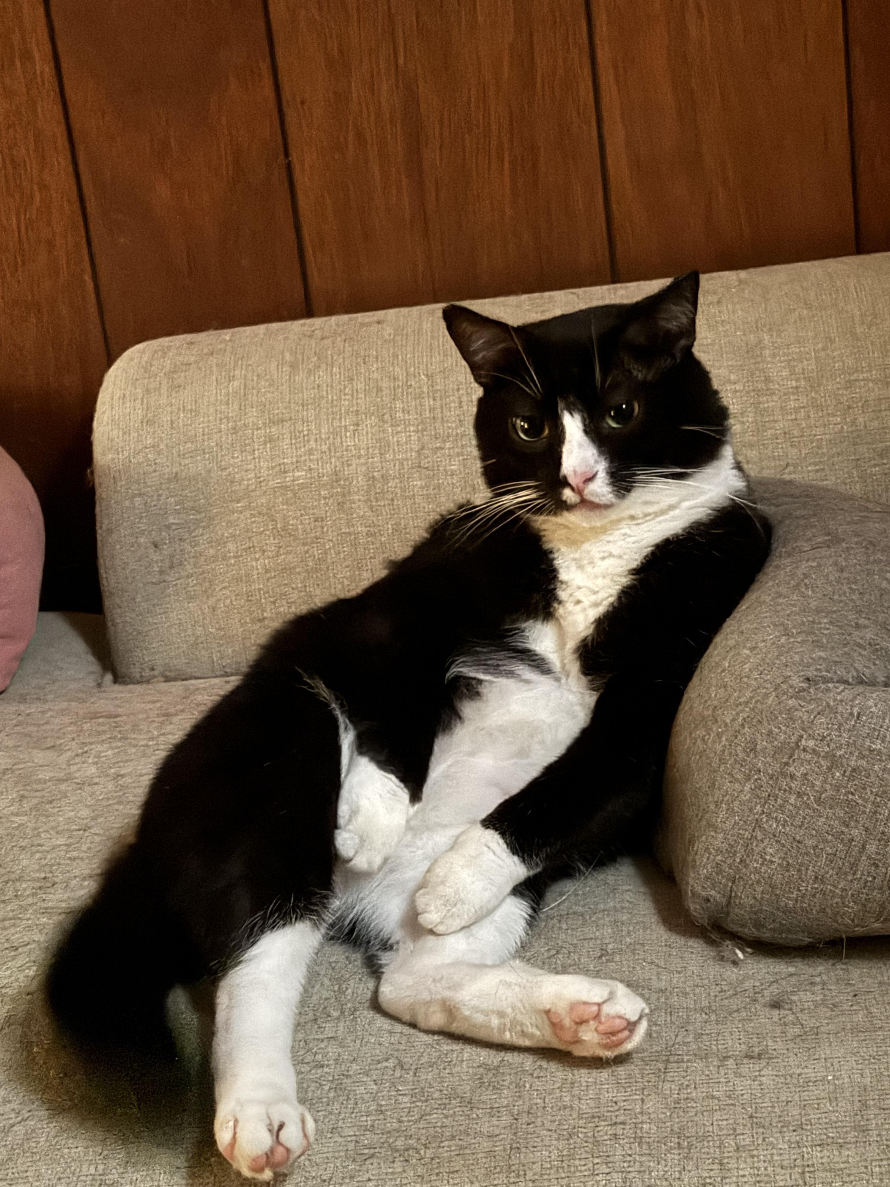 Enlarge Hannibal (FIV +), a ADOPTABLE Domestic Short Hair in Crompond, NY image 2/4