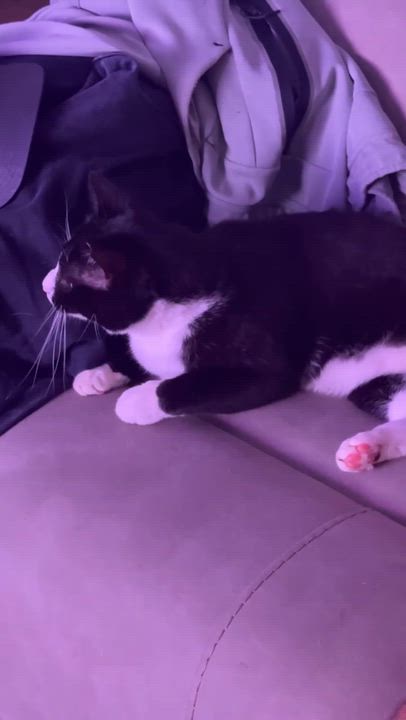 Enlarge Hannibal (FIV +), a ADOPTABLE Domestic Short Hair in Crompond, NY video 4/4