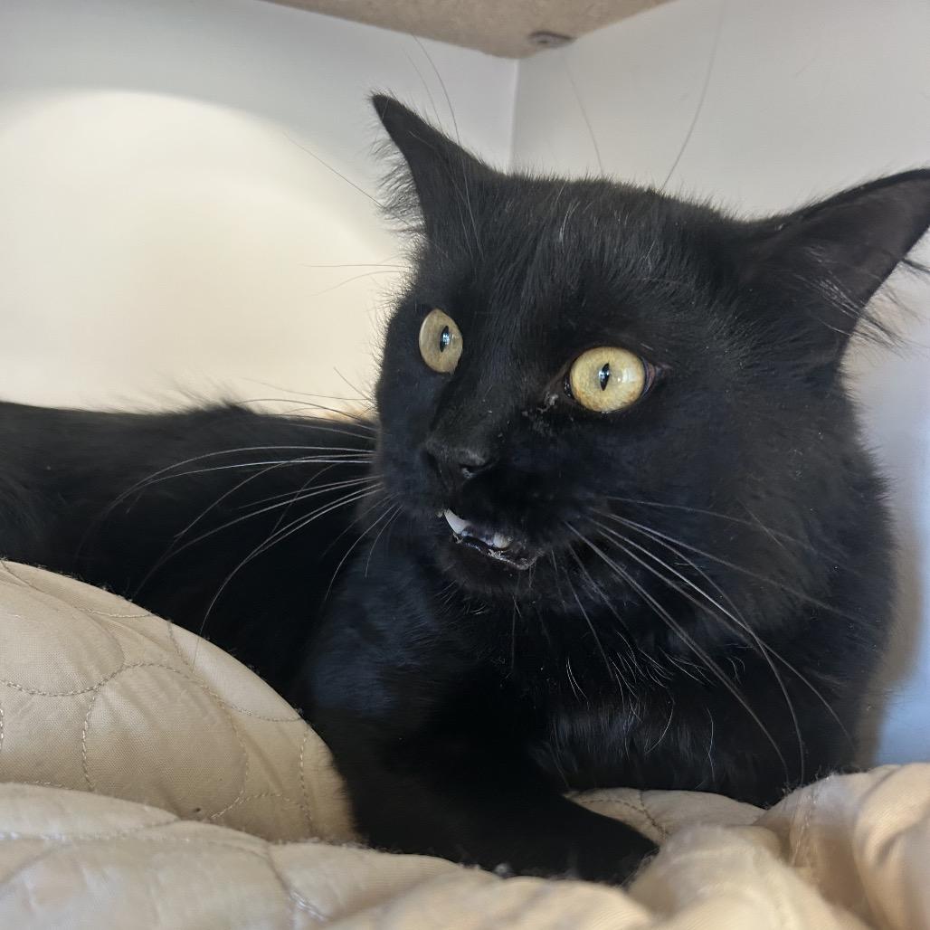 Enlarge Caviar, a Adoptable Domestic Medium Hair in Park City, UT image 1/3