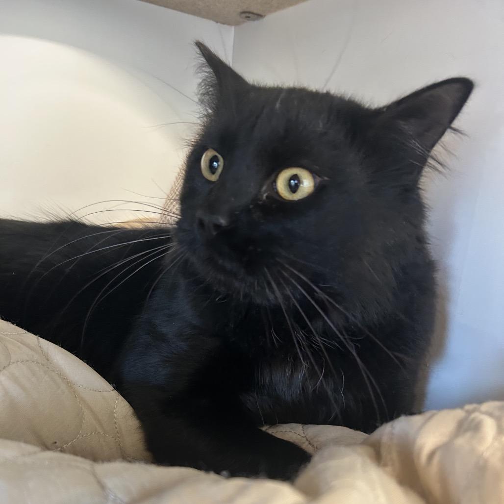 Enlarge Caviar, a Adoptable Domestic Medium Hair in Park City, UT image 2/3