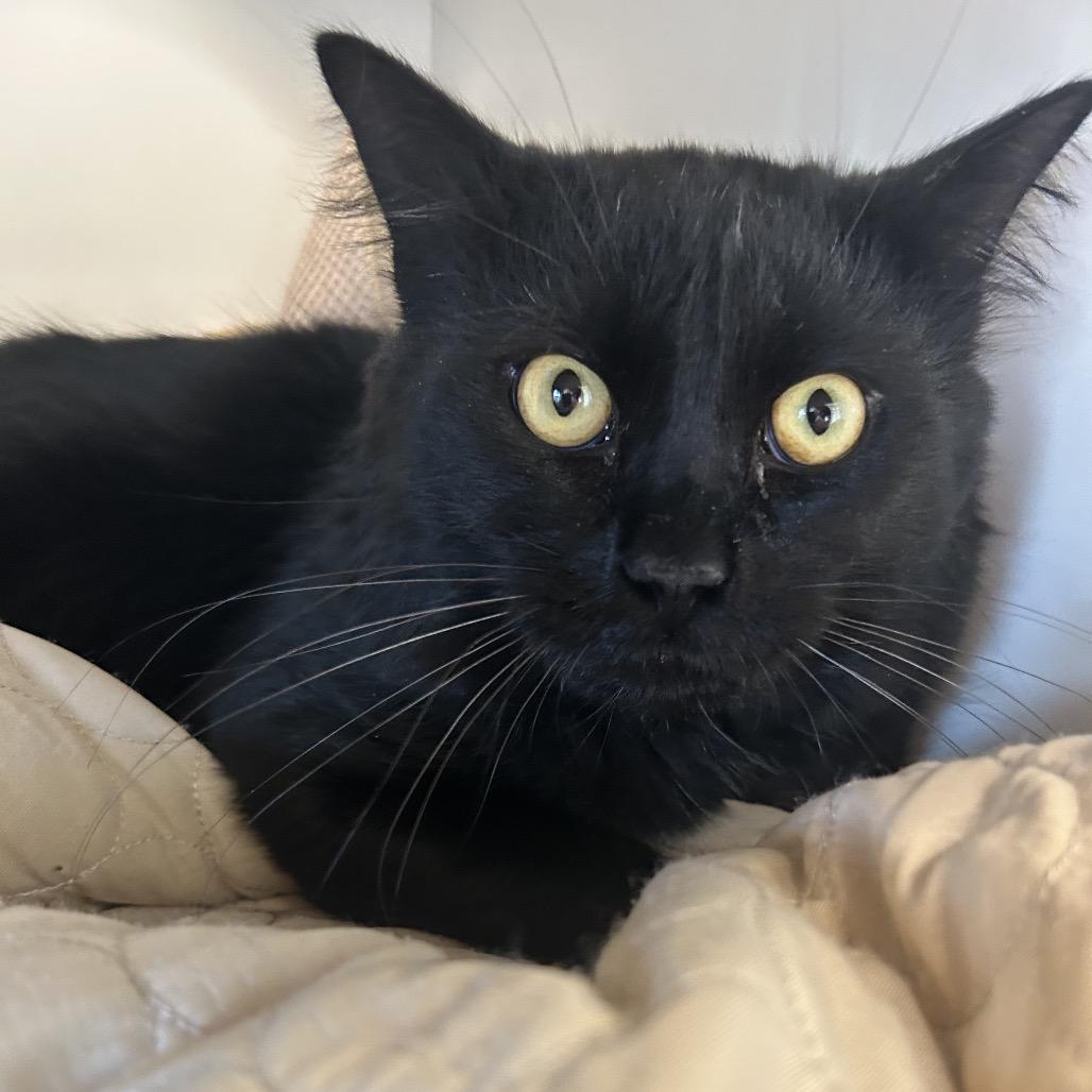 Enlarge Caviar, a Adoptable Domestic Medium Hair in Park City, UT image 3/3