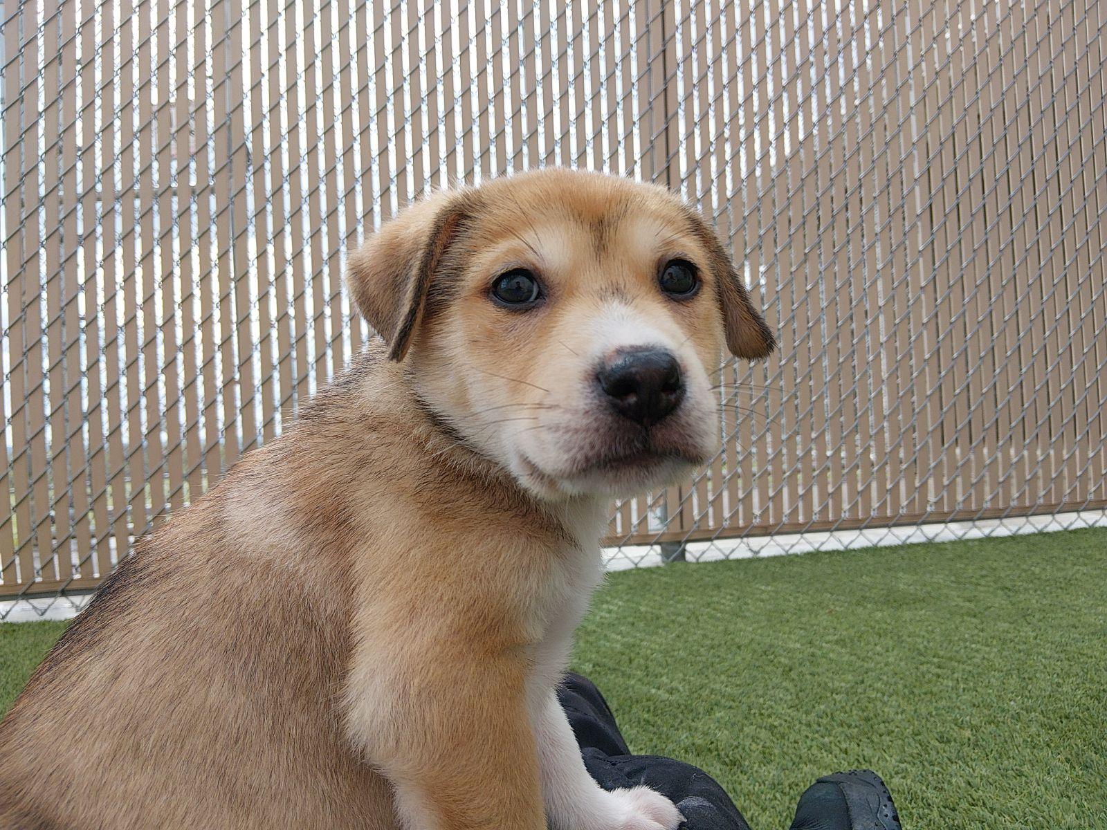 Enlarge Bumi, a ADOPTABLE mixed breed in Liberty, MO image 1/3