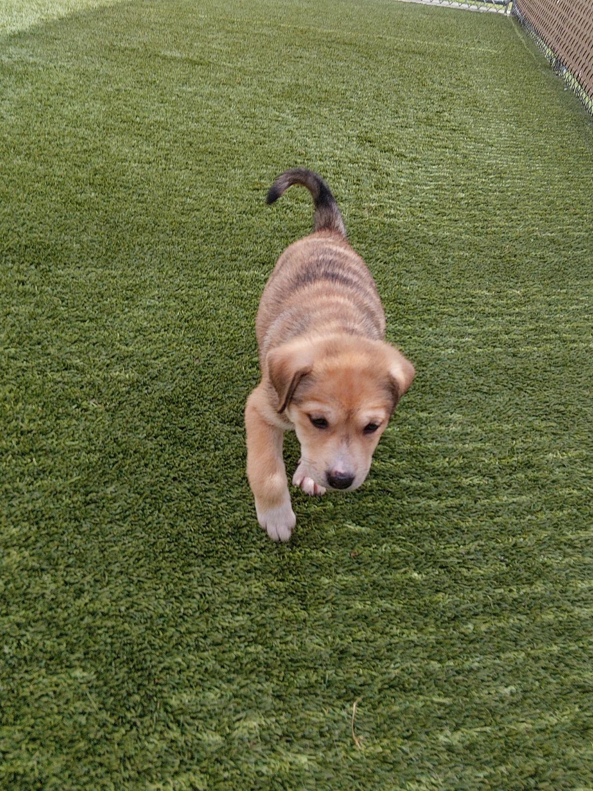 Enlarge Bumi, a ADOPTABLE mixed breed in Liberty, MO image 2/3