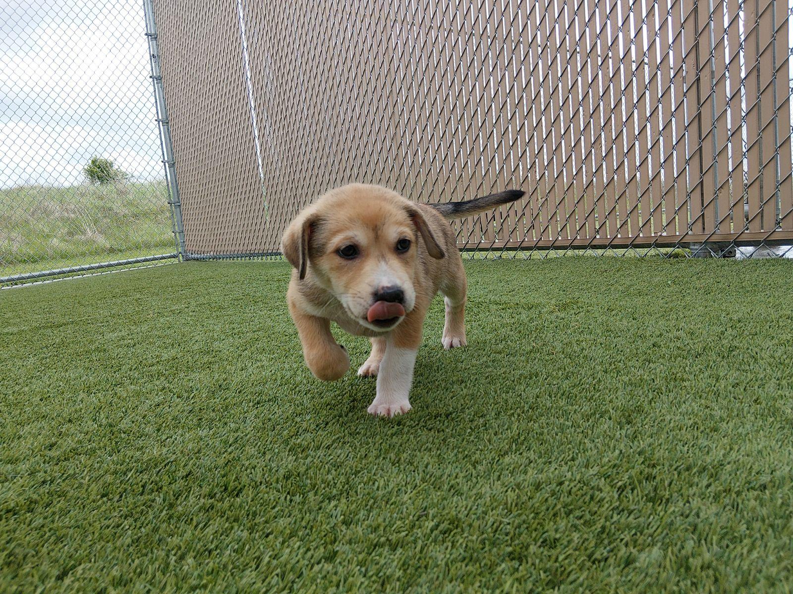 Enlarge Bumi, a ADOPTABLE mixed breed in Liberty, MO image 3/3