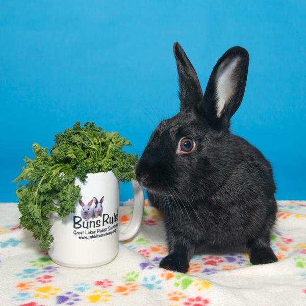 Enlarge Oleander, a Adoptable Bunny Rabbit in Whittaker, MI image 2/4
