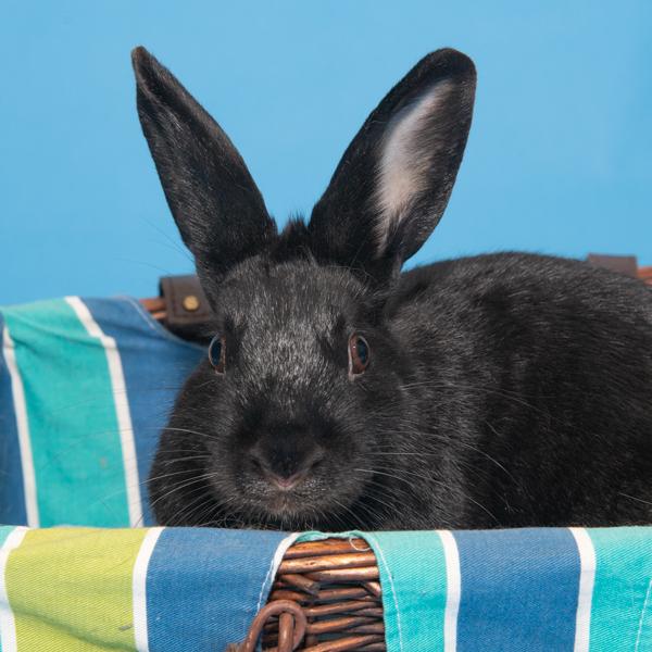 Oleander, Adoptable, Young Male Bunny Rabbit.