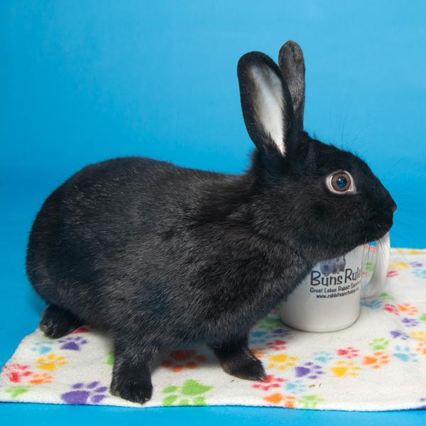 Enlarge Oleander, a Adoptable Bunny Rabbit in Whittaker, MI image 3/4