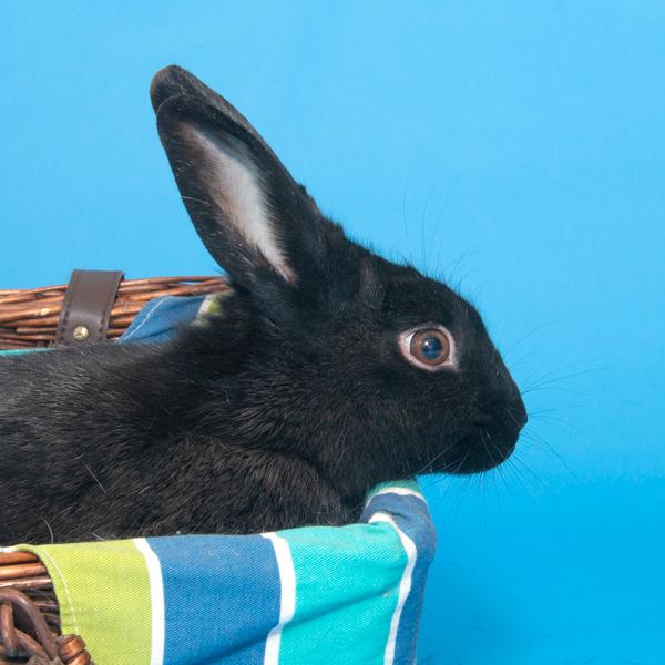 Enlarge Oleander, a Adoptable Bunny Rabbit in Whittaker, MI image 4/4