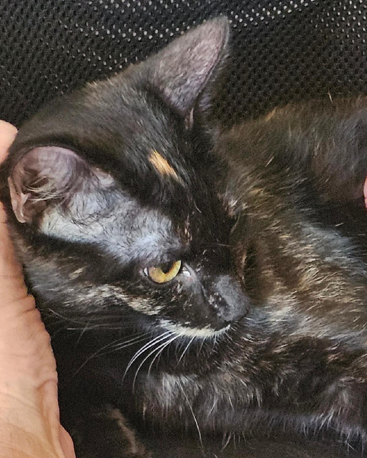 Spot, Adoptable, Young Female Domestic Short Hair.