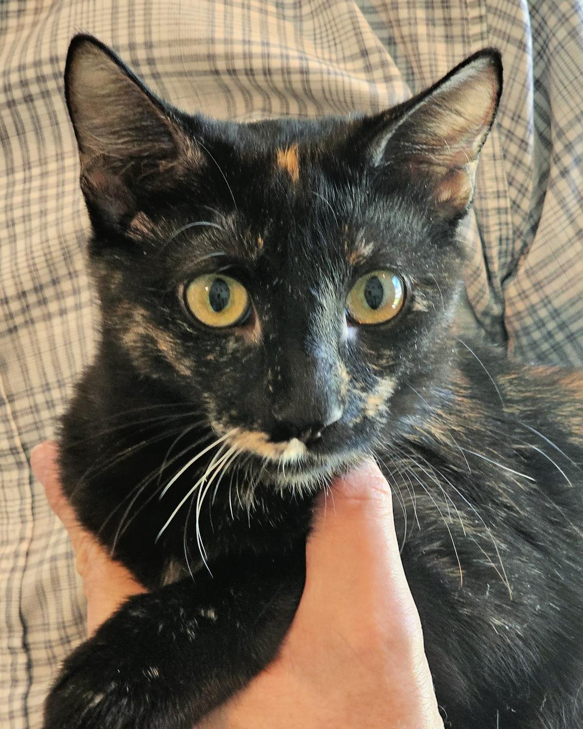 Enlarge Spot, a Adoptable mixed breed in Frisco, TX image 2/3