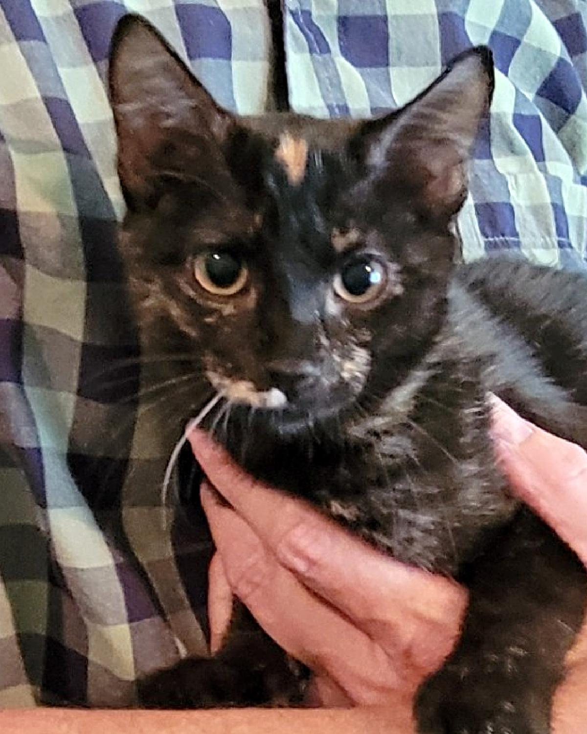 Enlarge Spot, a Adoptable mixed breed in Frisco, TX image 3/3