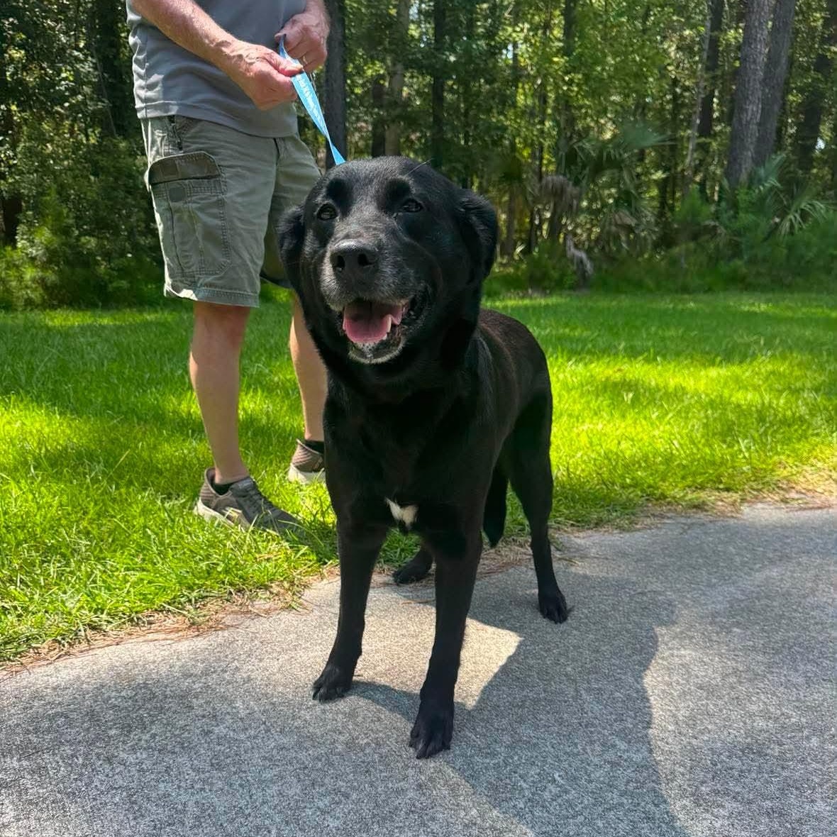 Dollie FKA Blackberry, ADOPTABLE, Adult Female Black Labrador Retriever.