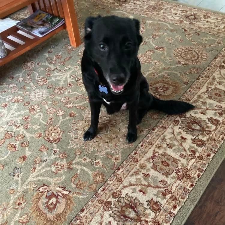 Dollie FKA Blackberry, a ADOPTABLE mixed breed in Wando, SC image 2/5