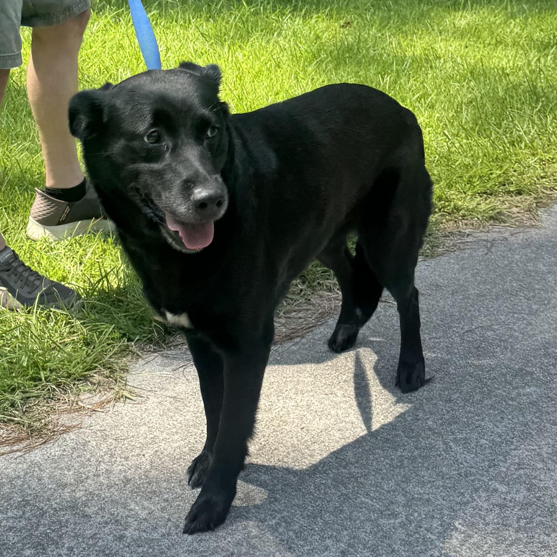 Dollie FKA Blackberry, a ADOPTABLE mixed breed in Wando, SC image 5/5