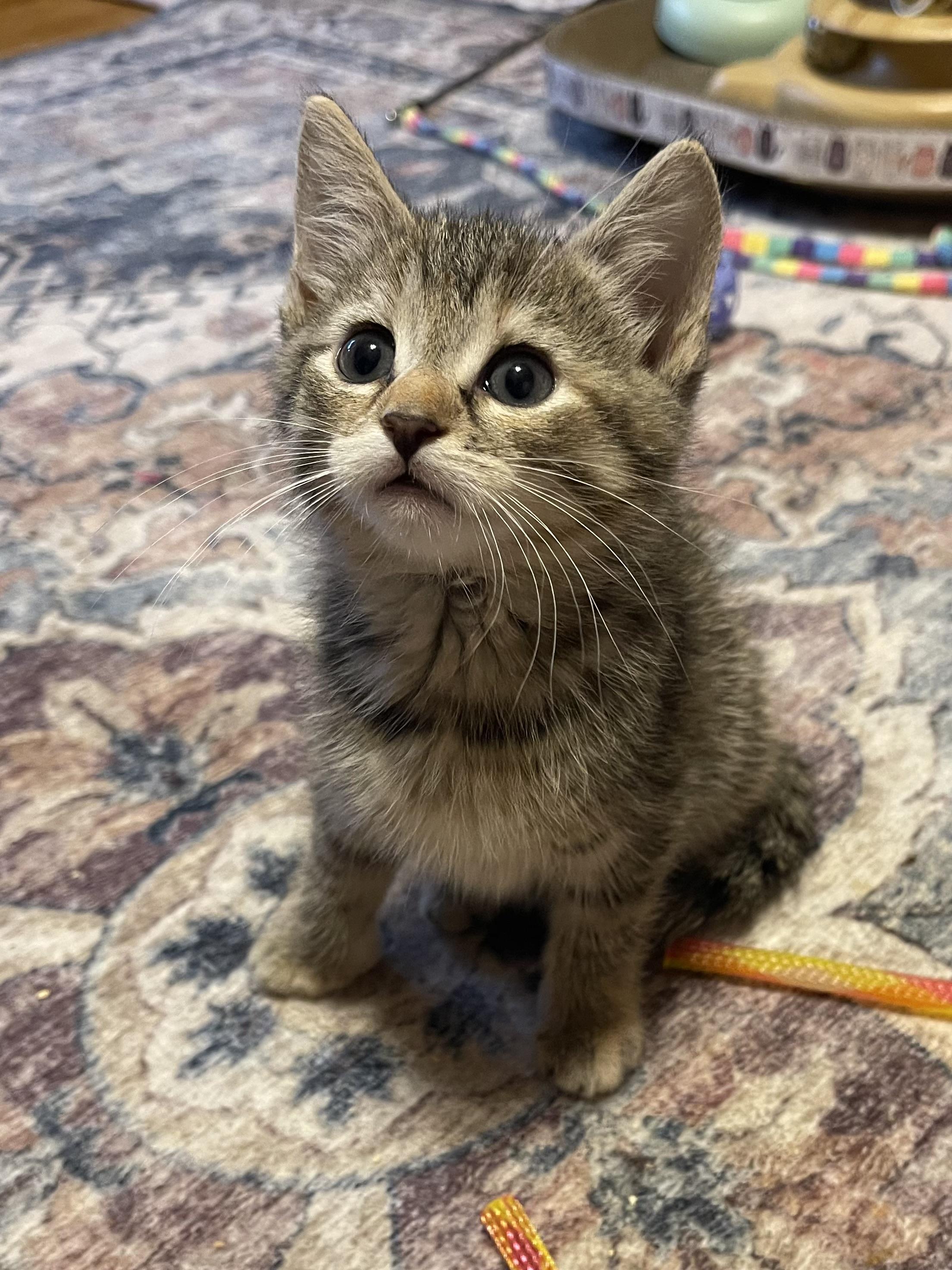 Shimmer, ADOPTABLE, Kitten Female Domestic Short Hair.