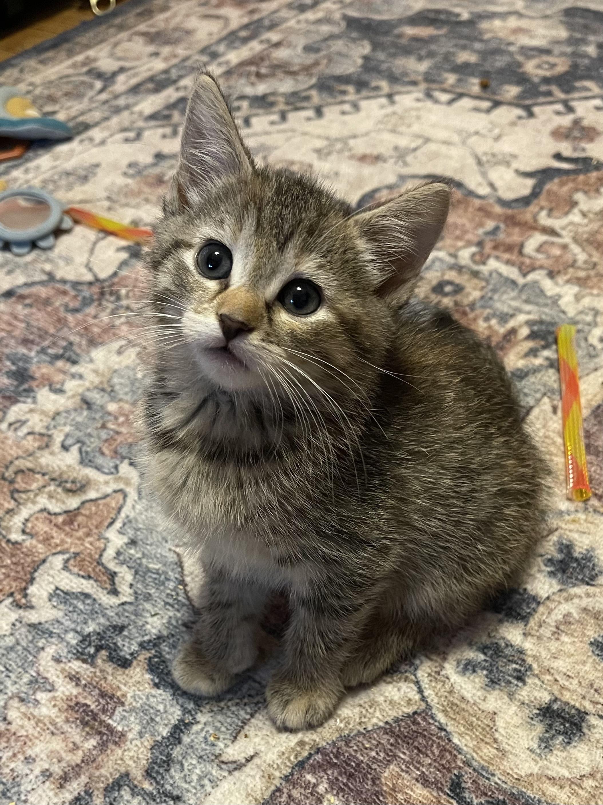Enlarge Shimmer, a ADOPTABLE Domestic Short Hair in Warren, NJ image 2/3