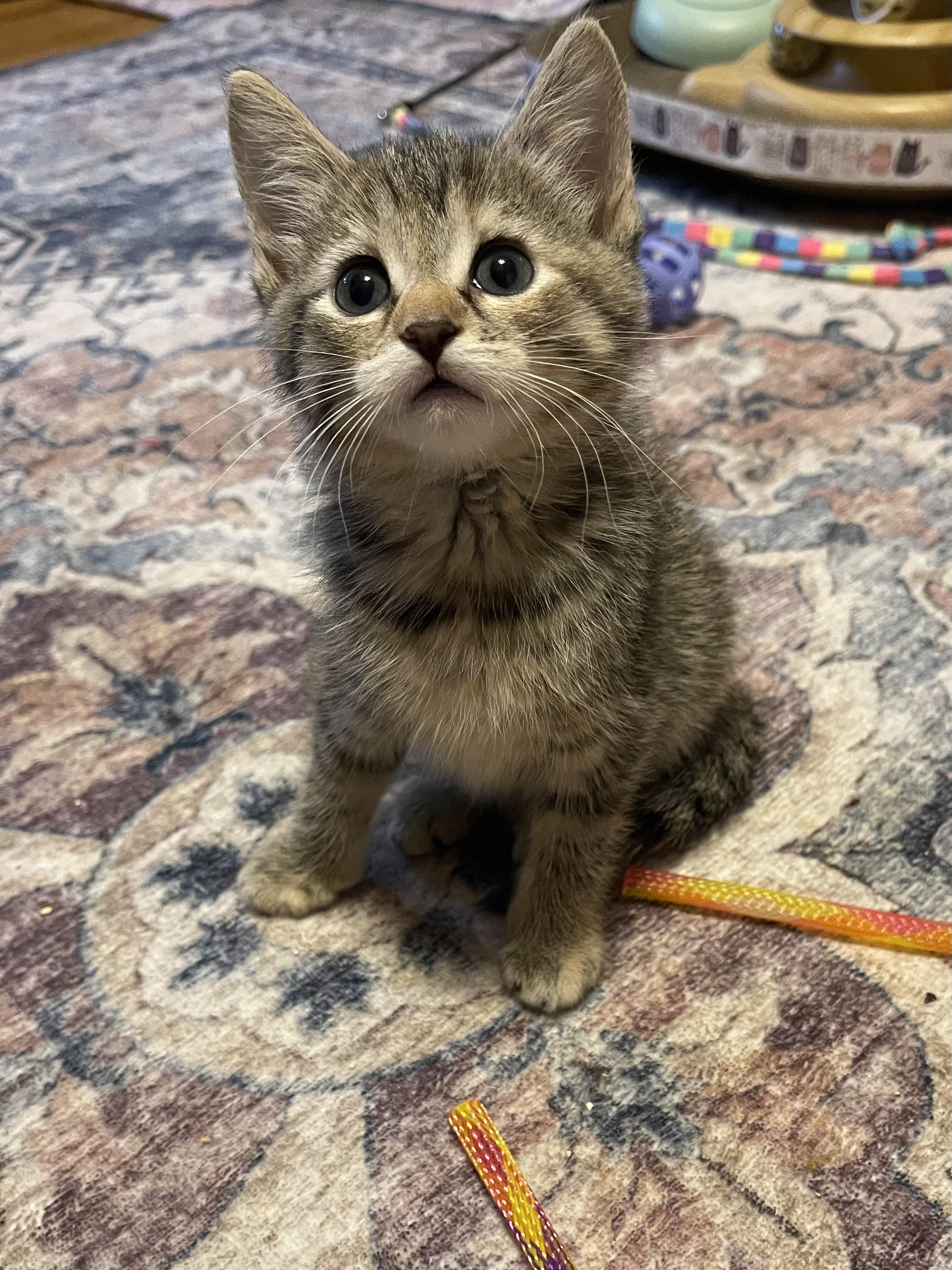 Enlarge Shimmer, a ADOPTABLE Domestic Short Hair in Warren, NJ image 3/3