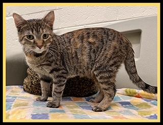 Enlarge SWEET CHEEKS, a Adoptable Domestic Short Hair in Peoria, IL image 1/1