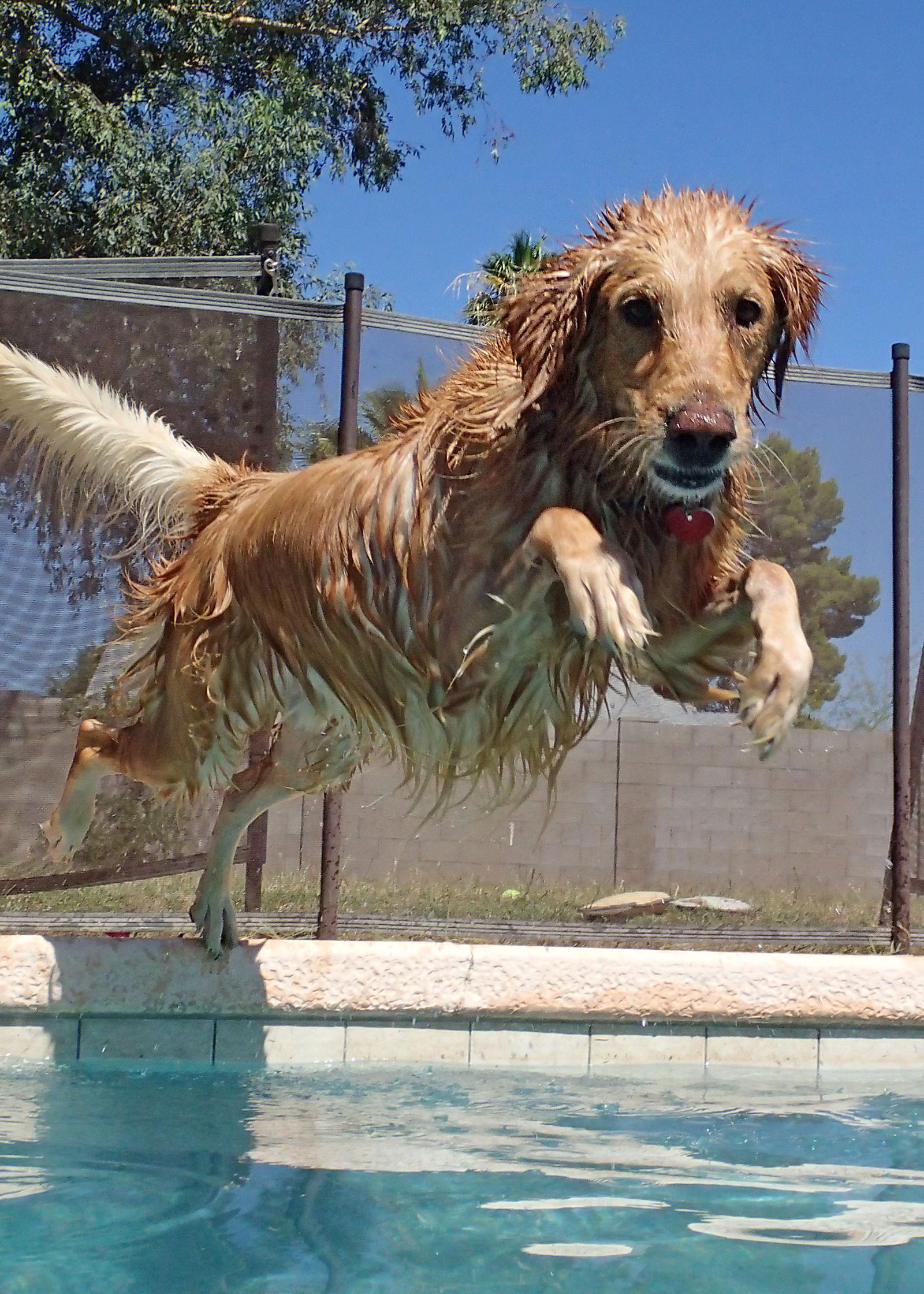 Raggy/Reggie, Adopted, Young Male Golden Retriever.