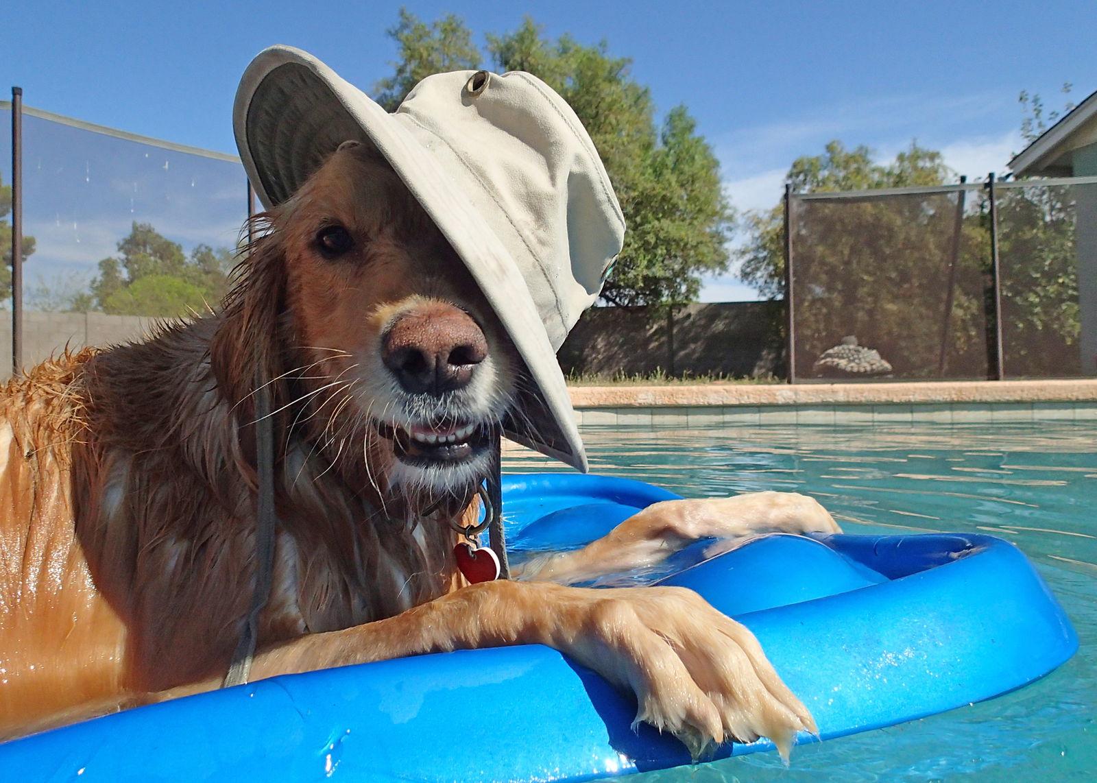 Enlarge Raggy/Reggie, a Adopted Golden Retriever in Glendale, AZ image 2/3