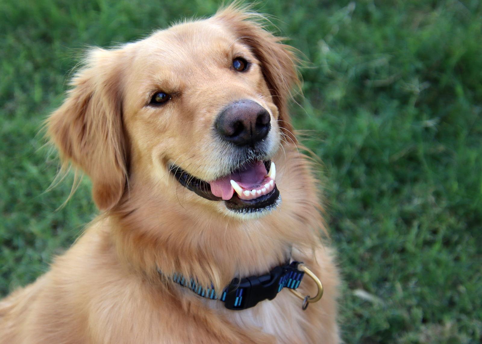 Enlarge Raggy/Reggie, a Adopted Golden Retriever in Glendale, AZ image 3/3