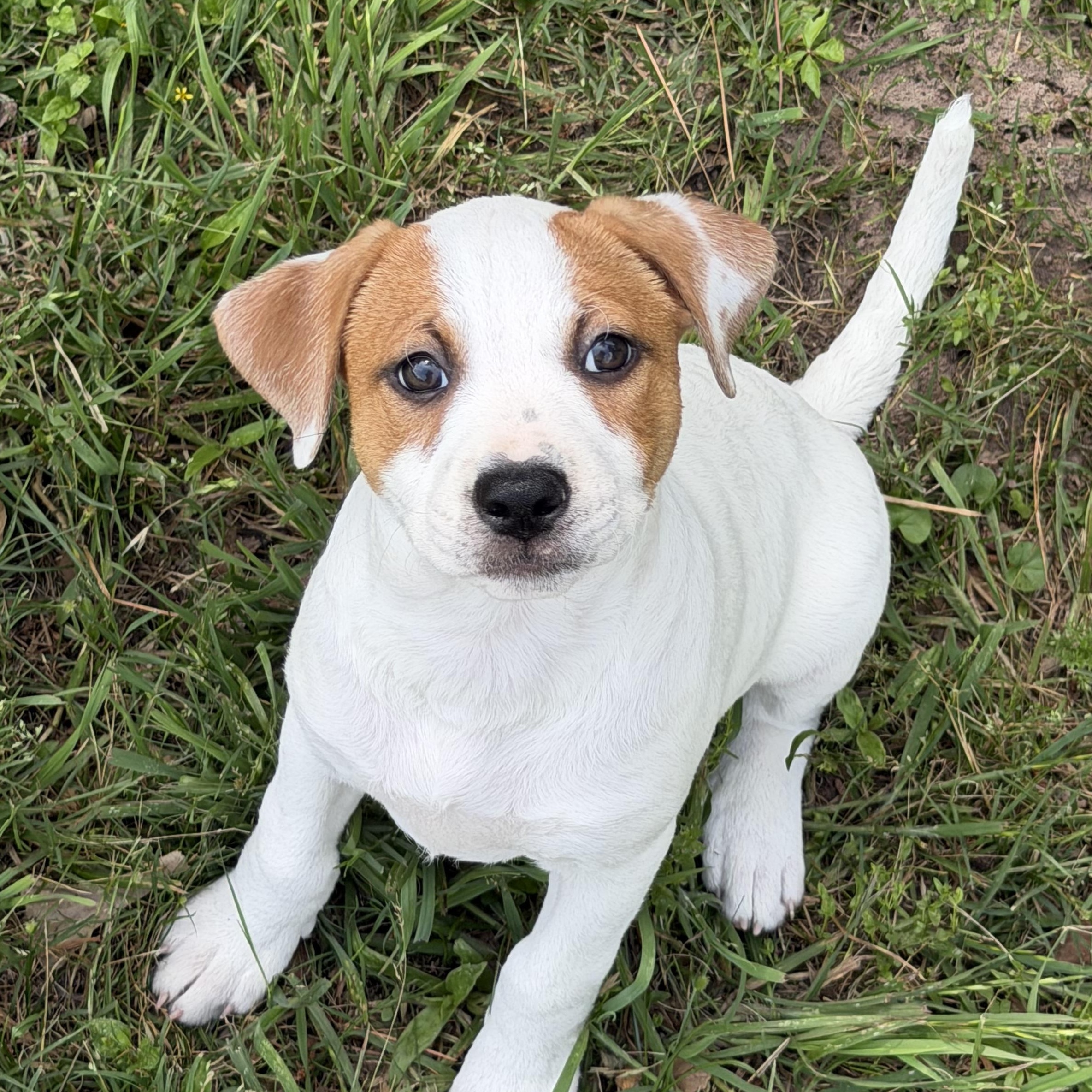 Enlarge Velvet, a Adoptable mixed breed in Austin, TX image 4/4
