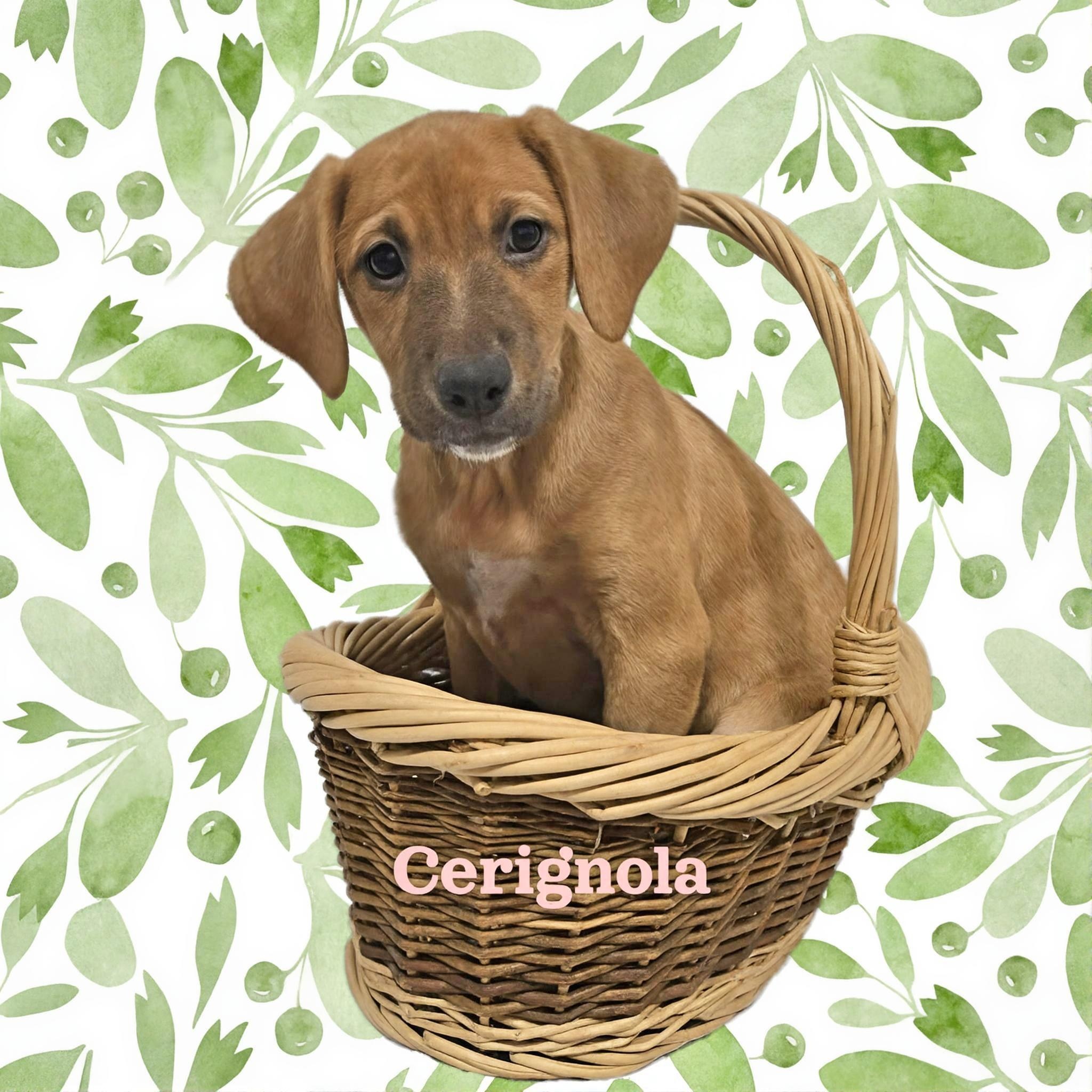 Cerignola , ADOPTABLE, Puppy Female Mixed Breed.