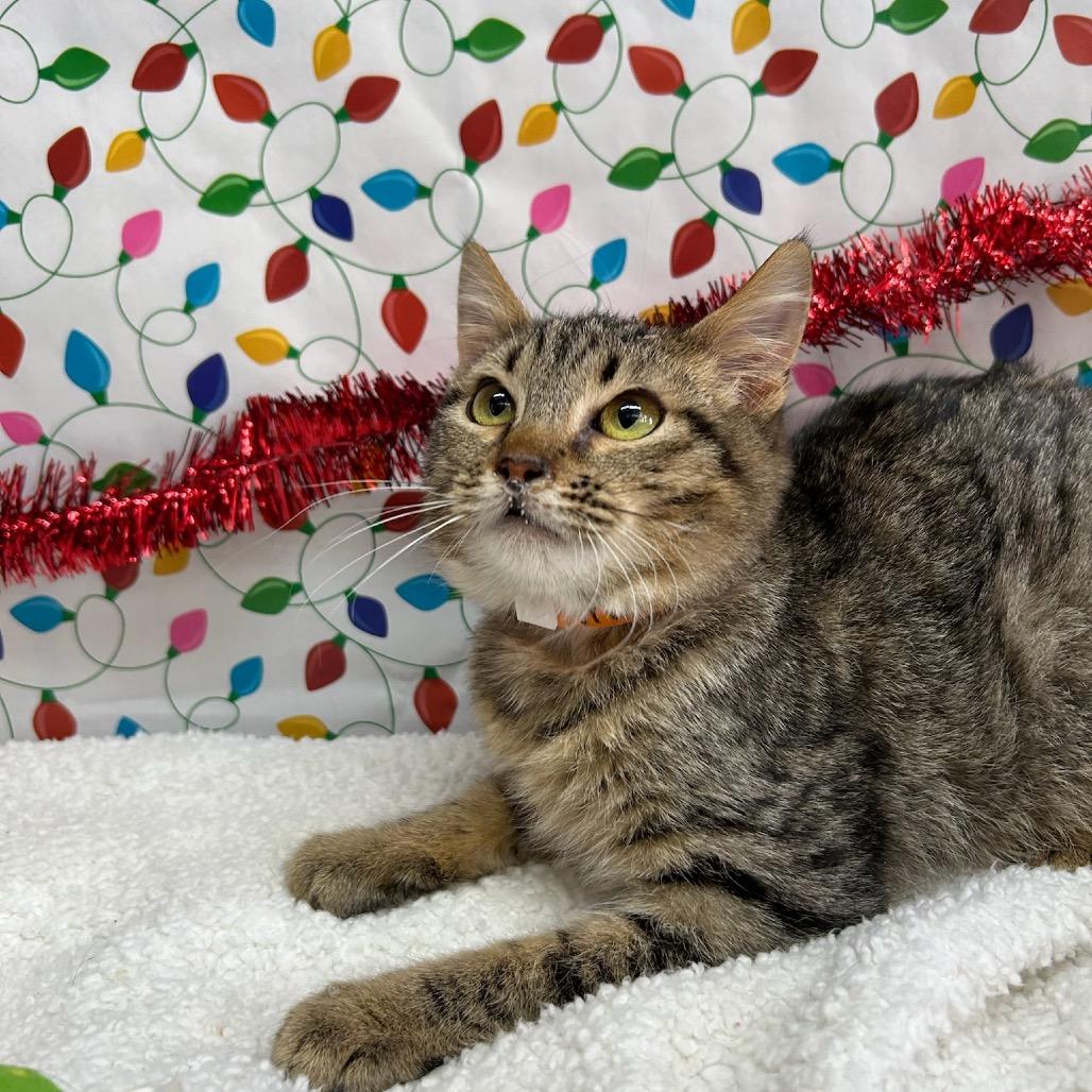 Orion, Adoptable, Kitten Male Domestic Short Hair.