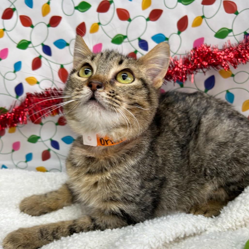 Enlarge Orion, a Adoptable Domestic Short Hair in West Point, MS image 2/3