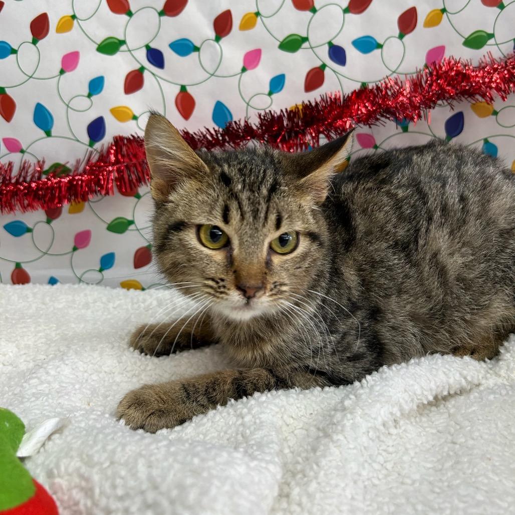 Enlarge Orion, a Adoptable Domestic Short Hair in West Point, MS image 3/3