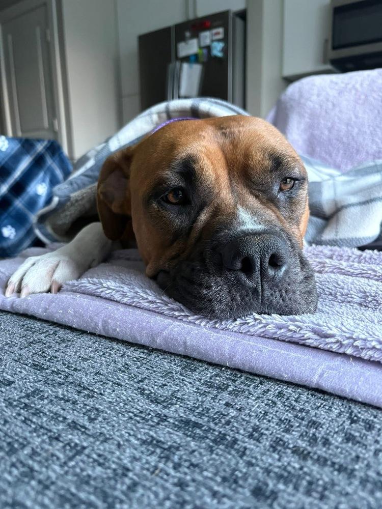 Enlarge Delta, a Adoptable mixed breed in Denver, CO image 2/6