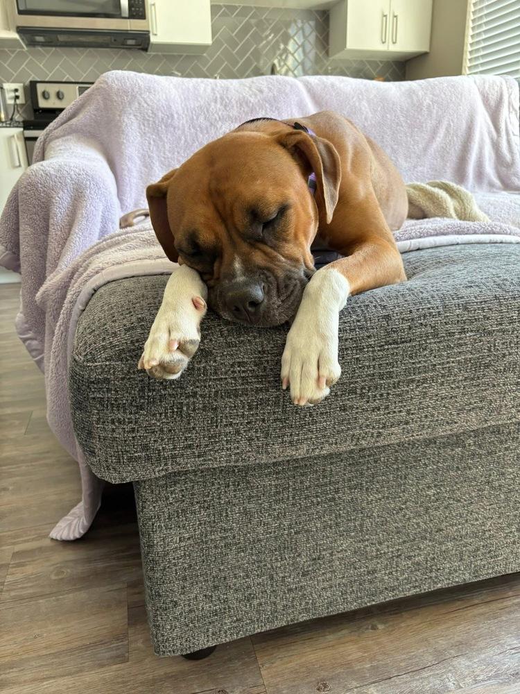 Enlarge Delta, a Adoptable mixed breed in Denver, CO image 3/6