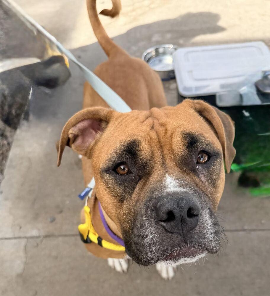 Delta - Foster Me!, Adoptable, Young Female Boxer.