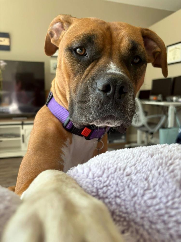 Enlarge Delta, a Adoptable mixed breed in Denver, CO image 5/6