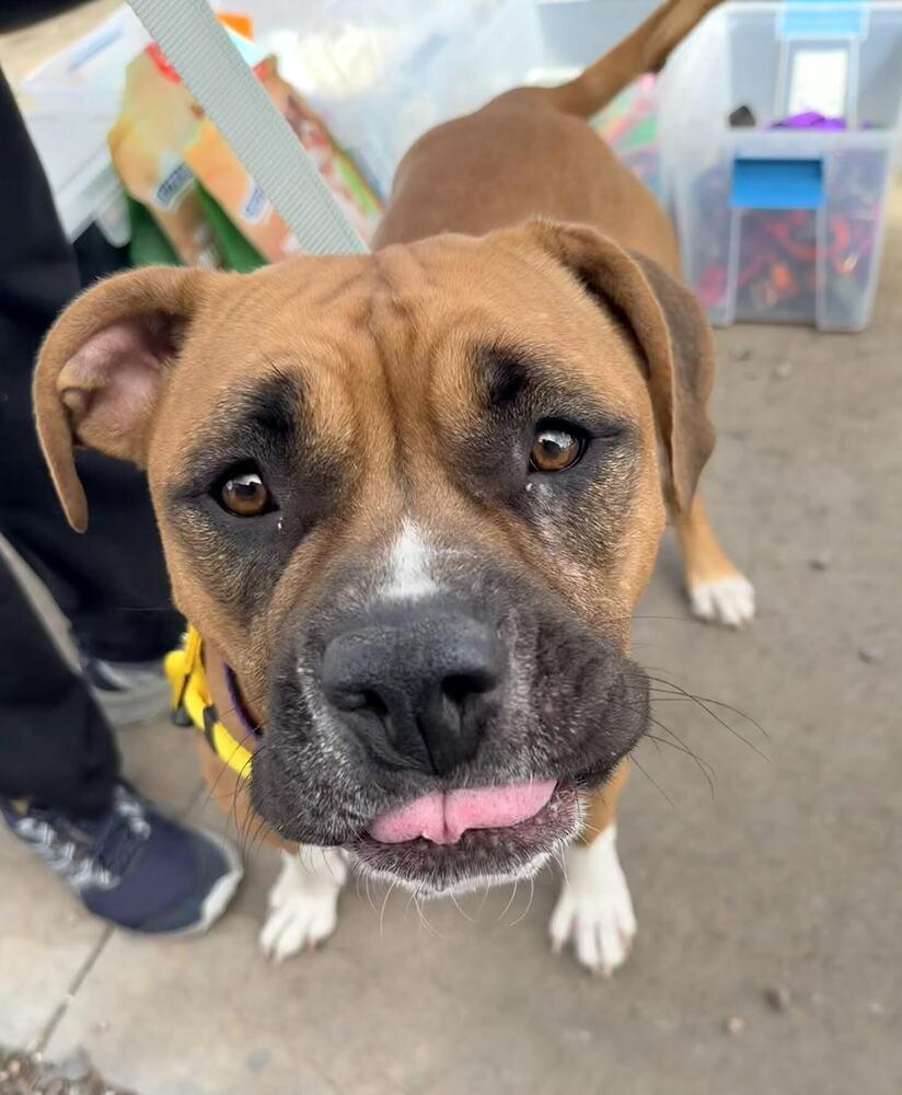 Enlarge Delta, a Adoptable mixed breed in Denver, CO image 6/6