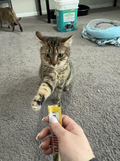 Enlarge M&M & Lindale, a Adoptable mixed breed in NIAGRA FALLS, NY image 5/6